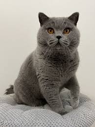 Niebieski kot brytyjski